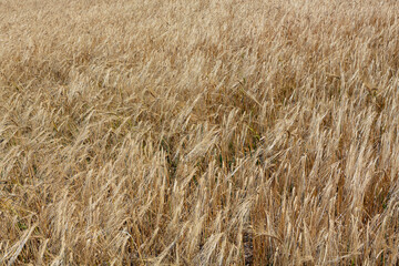 Field with ripe ears of wheat. Wheat field background.