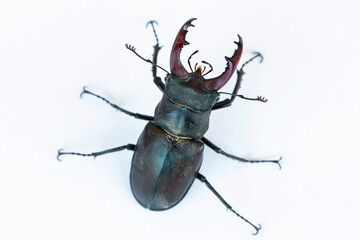 Lucanus cervus, European stag beetle, in front of a white background. Close-up.