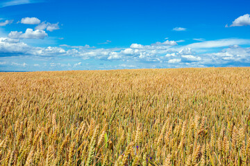 Panoramic landscape of a wheat field and blue sky against the background of clouds.