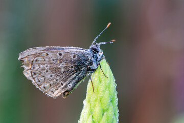 Beautiful small butterfly of the Lycaenidae family, Polyommatus species, on a plant.