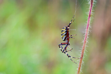 The spider spins a web. macro photography