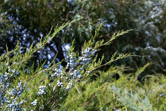 Black berries on a branch of shiksha