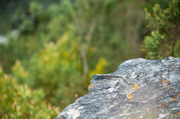 Fototapeta na wymiar Blue headed lizzard seen sitting on rock