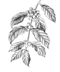 Hand drawn monochrome coffee tree branch