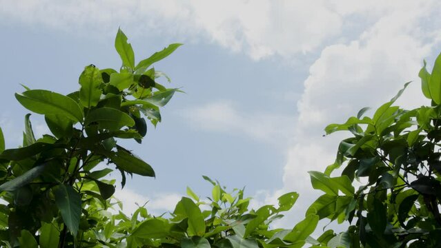 Tropical fruit plant shoot named Watery apple rose which green broadleaf is swaying in the wind