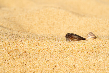 Close-up of clean sand on the beach with a sea shell. Background with golden sand on the coast.
