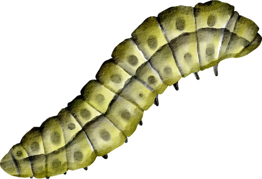 Watercolor Caterpillar