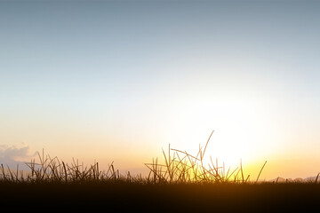 Landscape view of the meadow