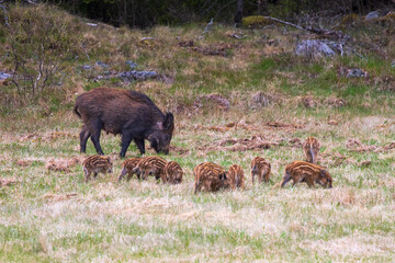 Family group with Wild boar at spring