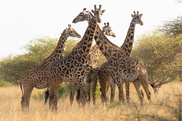 Giraffes (Giraffa camelopardalis peralta) - Kenya
