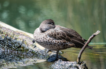 Grey teal (Anas gracilis)