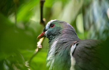 New Zealand wood pigeon (Hemiphaga novaeseelandiae)