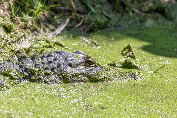 Alligator (Alligator)
