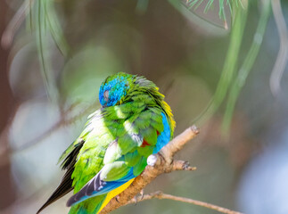 Turquoise parrot (Neophema pulchella)