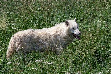 Obraz premium Arctic wolf enjoying the morning sun (Canis lupus arctos)