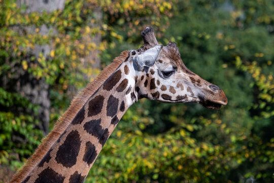 Close-up of giraffe head against trees
