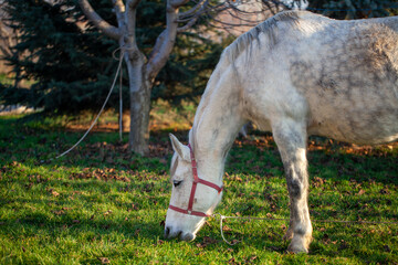 A white horse with a red halter is grazing in the green meadow.