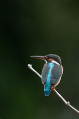 Beautiful bird in Asian, It is a kind of bird found in Thailand.