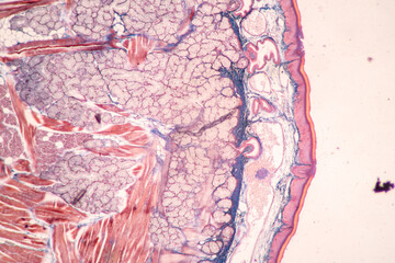 Lung and Pituitary gland Human under the microscope in Lab.