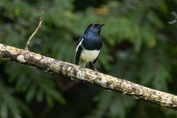 Beautiful bird in Asian, It is a kind of bird found in Thailand.