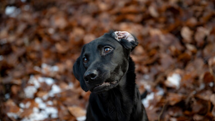 Portrait of a beautiful young black labrador retriever dog with one ear folded back
