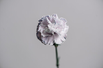 Fototapeta premium Beautiful single tender dyed light blue pale carnation flower on the grey wall background, close up view