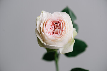 Beautiful single pastel pink coloured tender rose flower on the grey wall background, close up view