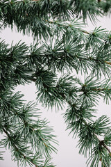 Beautiful single tender pine tree branch on the grey wall background, close up view