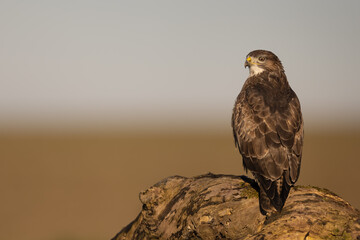 Common Buzzard looking over shoulder perched on a log with sky in the background.  