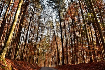 Straße mitten durch den herbstlichen Wald