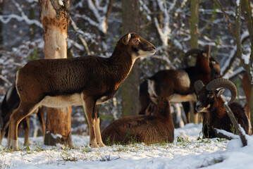A female mouflon poses in the middle of a herd of mouflon in a forest area, winter sunny day, no people