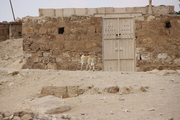 Stray dog in the Western Cemetery area of the Giza Pyramids complex, Cairo, Egypt.