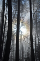 Die Morgensonne schickt ihre Strahlen durch den leicht nebeligen Wald