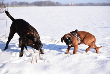 Deutscher Boxer im Schnee