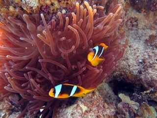 Red Sea colorful Clown fish