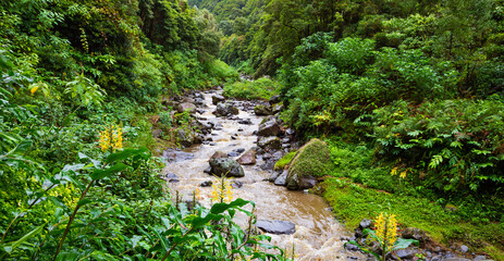 Obraz premium Faial da Terra,Insel Sao Miguel,Azoren,Portugal