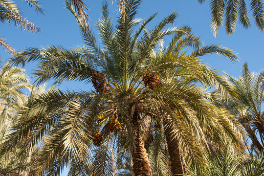 Abstract view of large date palm tree from below