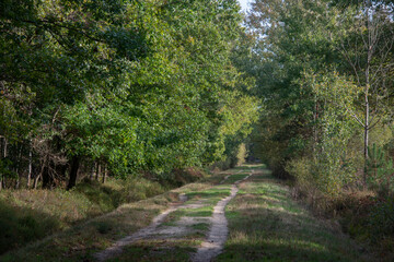 forêt domaniale de Sénart, 91, Essonne, France