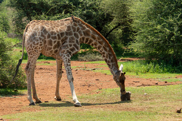 Girafe, Giraffa Camelopardalis , Parc national du Pilanesberg, Afrique du Sud