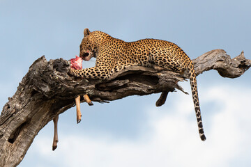 Léopard, Panthère, Panthera pardus, Afrique du Sud