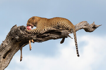 Léopard, Panthère, Panthera pardus, Afrique du Sud