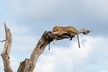 Léopard, Panthère, Panthera pardus, Afrique du Sud