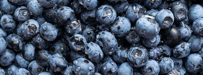 Blue toned fresh blueberry berries background pattern close up, top view.