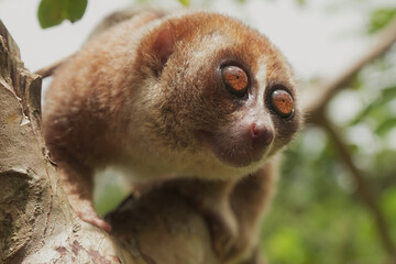 Slow Loris on the small tree