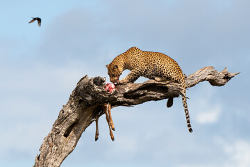 Léopard, Panthère, Panthera pardus, Afrique du Sud