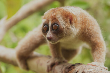 Slow Loris on the small tree