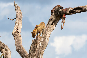 Léopard, Panthère, Panthera pardus, Afrique du Sud