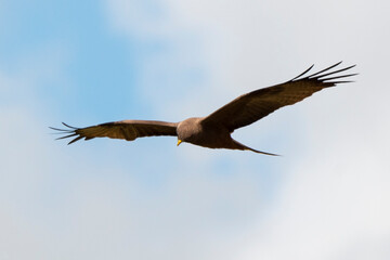 Milan noir, .Milvus migrans, Black Kite