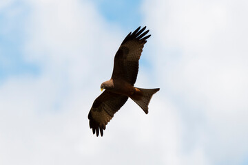 Milan noir, .Milvus migrans, Black Kite