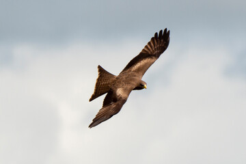 Milan noir, .Milvus migrans, Black Kite